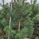 Pinus sylvestris 200-225 cm draadkluit