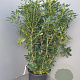 Pittosporum tobira 125-150 cm 30L