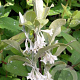 Elaeagnus umbellata 125-150 cm 10L struik