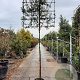 Quercus ilex 6-8 cm container 200 cm stam leiboom