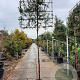 Quercus ilex 6-8 cm container 200 cm stam leiboom