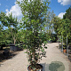 Quercus ilex 175-200 cm 30L