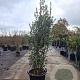Quercus ilex 200-250 cm 50L