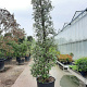 Quercus ilex 300-350 cm container meerstammig