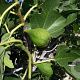 Ficus carica 18-20 HA container