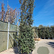 Quercus ilex 400-450 cm container meerstammig