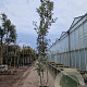 Quercus ilex 400-450 cm cont. 750L meerstammig