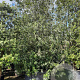 Quercus ilex 450-500 cm cont. 1000L meerstammig
