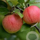 Malus d. Boskoop Rouge 14-16 HO draadkluit lei 180x150 200 cm stam