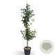 Malus d. 'Elstar' 200-250 cm 18L