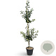 Malus d. 'James Grieve' 200-250 cm 18L