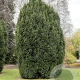 Taxus b. 'Overeynderi' 150-175 cm met kluit 50-60