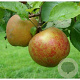 Malus d. 'Schone van Boskoop' 14-16 HA container