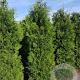 Thuja occ. 'Brabant' 325-350 cm draadkluit verplant 60-65