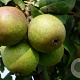 Pyrus c. 'Charneux' 18-20 HA container