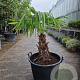 Trachycarpus fortunei 50 cm stam container