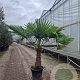 Trachycarpus fortunei 70 cm stam container