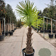 Trachycarpus fortunei 80 cm stam container