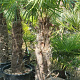 Trachycarpus fortunei 110 cm stam container