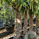 Trachycarpus fortunei 120 cm stam container