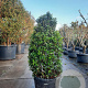 Viburnum tinus 125-150 cm cont. 110L