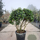 Viburnum tin. 'Eve Price' 80-100 cm 50L Parasol