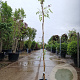 Wisteria frutescens 175-200 cm 3,0L