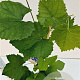 Vitis 'Boskoop Glory' 70-80 cm 2,5L