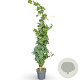 Vitis 'Vroege van der Laan' 175-200 cm 12L