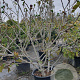 Ficus carica 200-250 cm container meerstammig extra