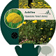 Achillea fil. 'Parker's Variety' GM P9