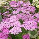 Achillea m. 'Lilac Beauty' GM P9