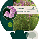 Achillea m. 'Lilac Beauty' GM P9
