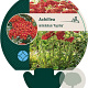 Achillea m. 'Paprika' GM P9