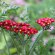 Achillea 'Pomegranate' GM P9