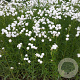 Achillea ptarmica GM P9