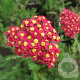Achillea 'Renata' GM P9