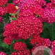 Achillea Tutti Frutti Pomegranate GM P9
