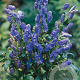 Aconitum carm. 'Arendsii' GM P9