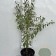 Prunus spinosa 60-80 cm 3,0L