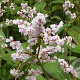 Aconogonon campanulatum 'CBCH292' GM P9