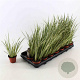 Acorus calamus 'Variegatus' 25-30 cm P8