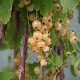 Ribes rub. 'Werdavia' 60-80 cm 10L