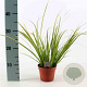 Acorus gramineus 'Ogon' 30-40 cm P12