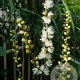 Actaea biternata GM P9