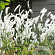 Actaea simp. 'White Pearl' GM P9