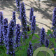 Agastache 'Blue Fortune' GM P9