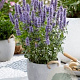 Agastache Crazy Fortune GM P9