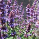Agastache 'Purple Haze' GM P9