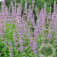 Agastache 'Purple Haze' GM P9